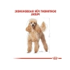 Yetişkin Poodle Köpek Maması, 3 Kg