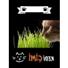 Yıl Boyu Yeşil Kedi Çimi - Pomponet