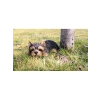 Yorkshire Terrier Heykeli, Siyah, Evcil Hayvan Dostları için