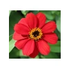 Zinnia Çiçeği Tohumu - Mini Çiçekli, Kirli Hanım, Kırmızı - 5 Adet