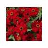 Zinnia Çiçeği Tohumu - Mini Çiçekli, Kirli Hanım, Kırmızı - 5 Adet