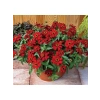Zinnia Çiçeği Tohumu - Mini Çiçekli, Kirli Hanım, Kırmızı - 5 Adet