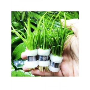 1 Bağ 2-4 Kök Akvaryum Bitkisi - Sagittaria Subulata