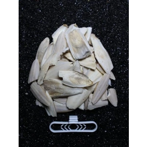 100 gr Kırık Kalamar Kemiği + Tutacak Seti