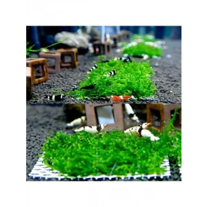 10x10 cm Akvaryum Dekoru, Tele Sarılı Willi Moss