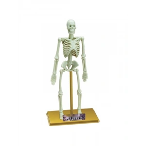 18 Parçalı İnsan İskeleti Bilim Seti