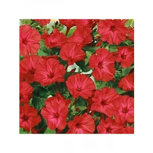 20 Adet Bright Red Akşam Sefası Çiçeği Tohumu