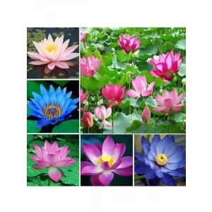 20 Adet Lotus Çiçeği Tohumu Nilüfer Çiçeği Karışık Renkli Orjinal Lotus Su ve Toprakta Yetişir