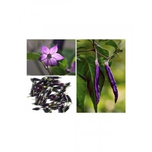 20 Adet Organik Purple Cayenne Biber Tohumu, Yüksek Verim İçin İdeal Seçim