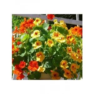 20 Tohumlu Karışık Renklerde Latin Çiçeği Tohum Seti