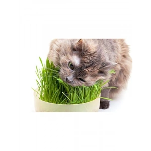 2000+ Tohum ve Saksı ile Kedi Çimi Seti