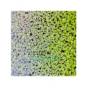 30 cc Su Mercimeği, Yavru Saklanması İçin Akvaryum Bitkisi