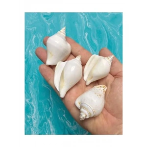 4 adet gerçek deniz kabuğu, dekoratif amaçlı kullanımlar için
