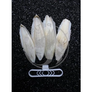 4lü Kalamar Kemiği + Tutacak - 9-10 cm