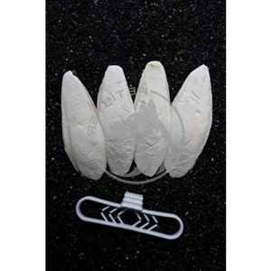 4lü Temizlenmiş Mürekkep Balığı (Kalamar) Kemiği 7-8 cm