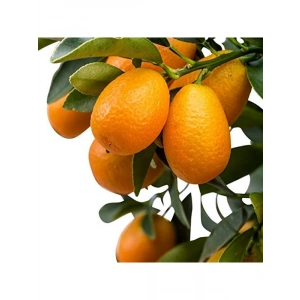 4 Yaş Meyveli Kamkat Fidanı, Saksılı, 60-85 cm Boy