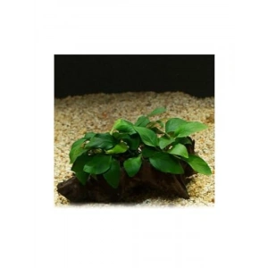 5-6 Yapraklı Kök Canlı Bitki, Anubias Barteri