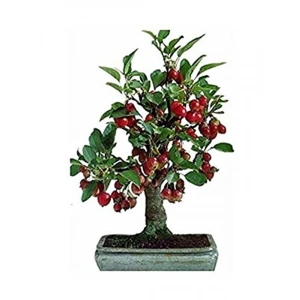 5 Adet Bodur Bonsai Kiraz Ağacı Tohumu, Saksı Hediyeli