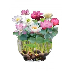 5 Adet Nadir Uzak Doğu Lotus Çiçeği Tohumu, Kutsal Karışım
