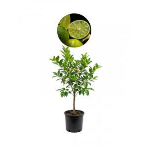5 Yaş Tahiti Lime Fidanı, Çiçekli Üzerinde Özellik