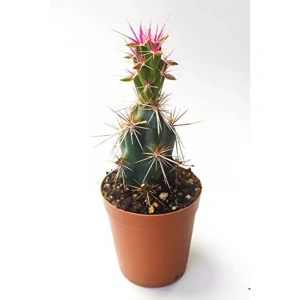 5.5 cm Saksıda Özel Corynopuntia Invicta Kaktüs - Nadide Tür