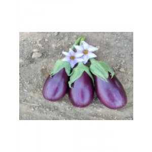 Adana Dolmalık Patlıcan Tohumu - 10 gr