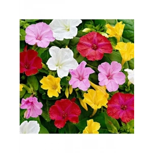 Akşam Sefası Tohumu (+8 Tohum)