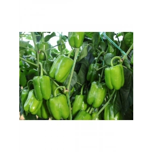 Aksel Biber Dik Dolma Tohumu - 10 gr