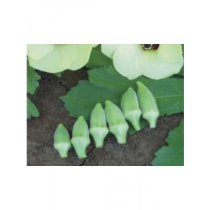 Aksel Japon Bamya Tohumu - 10 Gram