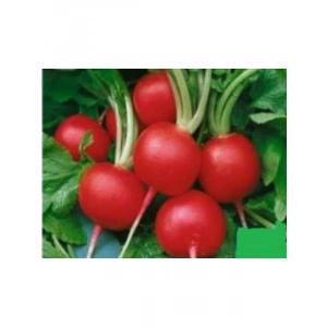 Aksel Turp Ufak Tohumu - 10 Gram