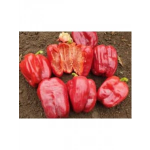 Antep Dolmalık Biber Tohumu - 10 Gram