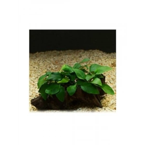 Anubias Barteri Var 5-6 Yapraklı Kök Canlı Bitki