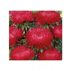 Aster Kasımpatı (Krizantem) Kırmızı Renkli - 20 Tohum