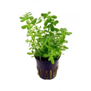 Bacopa Monnieri Saksı - Canlı Bitki