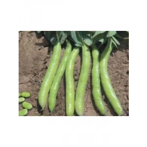 Bakla Sakız Tohumu - 10 gr, Sağlıklı Seçenek
