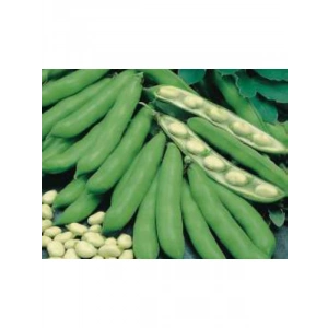 Bakla Tohumu - 10 gr