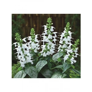 Beyaz Ateş Çiçeği Tohumu (Salvia F1) - 30 Adet