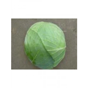 Beyaz Lahana Tohumu - Aksel 10 gr