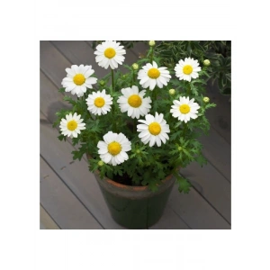 Beyaz Papatya Tohumu (İri Çiçekli) - 25 Tohum