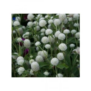 Beyaz Renkli Medine Düğmesi Tohumu - 30 Adet