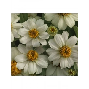 Beyaz Renkli Mini Zinnia Çiçeği Tohumu - 5 Adet