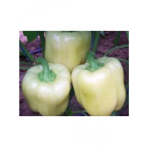 Biber Hatun Tohumu (10 gr) - Lezzetli ve Verimli
