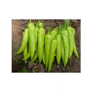 Biber Yalova Tohumu - Aksel 10 gr