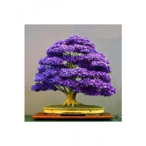 Bodur Mor Azalea Bonsai Ağacı Tohumu Seti, 5 Adet