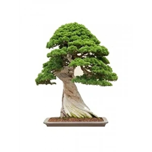 Bonsai Ağacı Tohumu Seti, 5 Adet Okaliptüs Tohumu