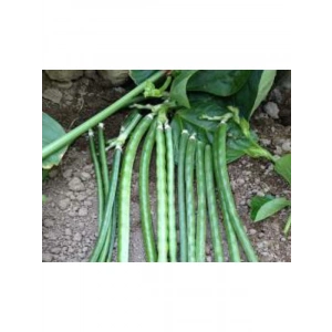 Börülce Tohumu (10 gr)