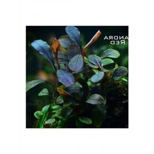 Bucephalandra Brownie Red Saksı Canlı Bitki