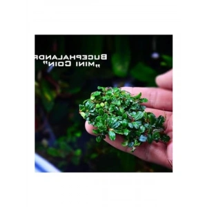 Bucephalandra Mini Coin Saksı Canlı Bitki