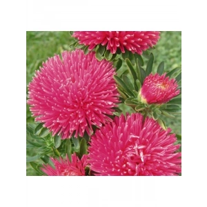 Burgundy Renkli Aster Kasımpatı Tohumu - 20 Adet