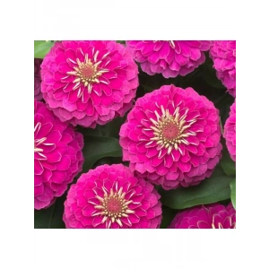 Büyük Geniş Çiçekli Pembe Zinnia Tohum Seti (5 Adet)
